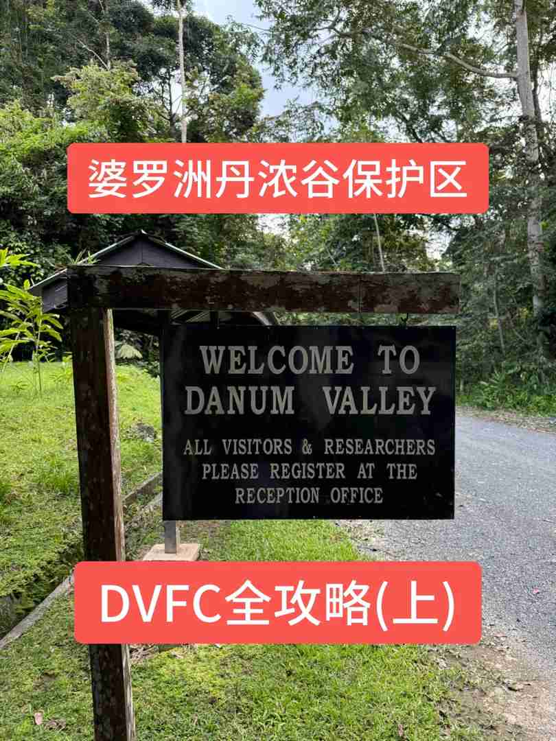 Exploring Borneo's Tropical Rainforests: A Detailed Guide to Danum Valley Conservation