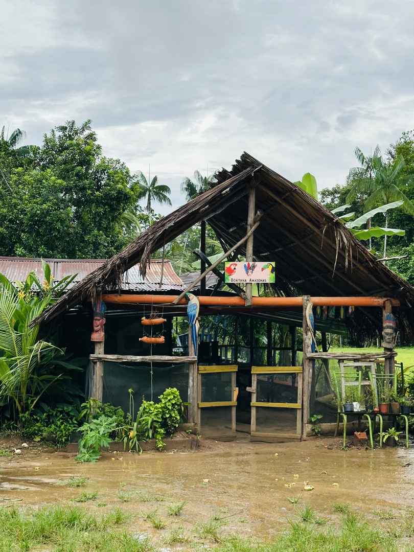 Exploring the Amazon Rainforest in Depth: A Traveler's Guide