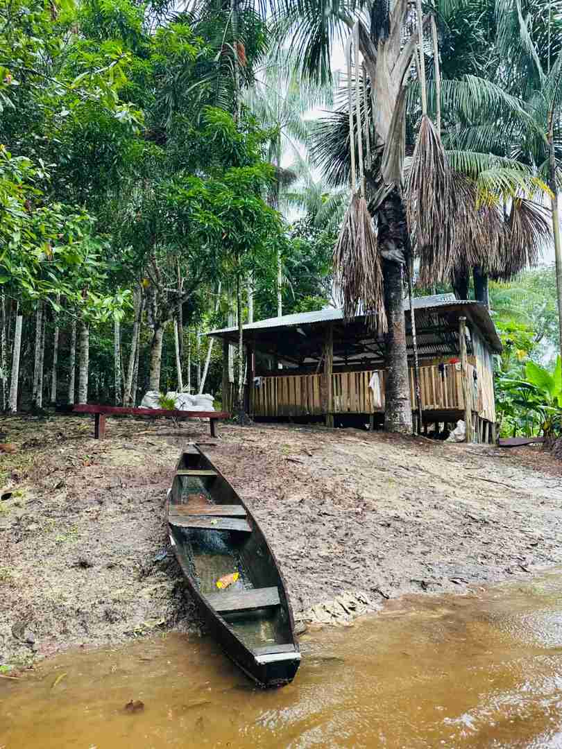 Exploring the Amazon Rainforest in Depth: A Traveler's Guide