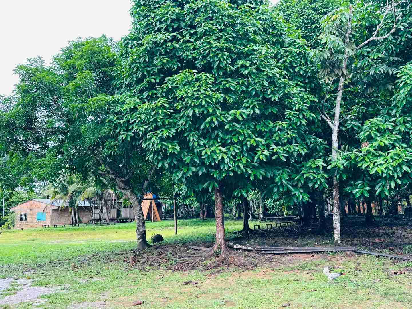 Exploring the Amazon Rainforest in Depth: A Traveler's Guide