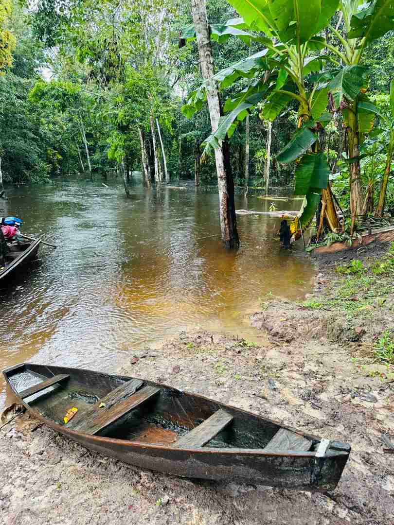 Exploring the Amazon Rainforest in Depth: A Traveler's Guide