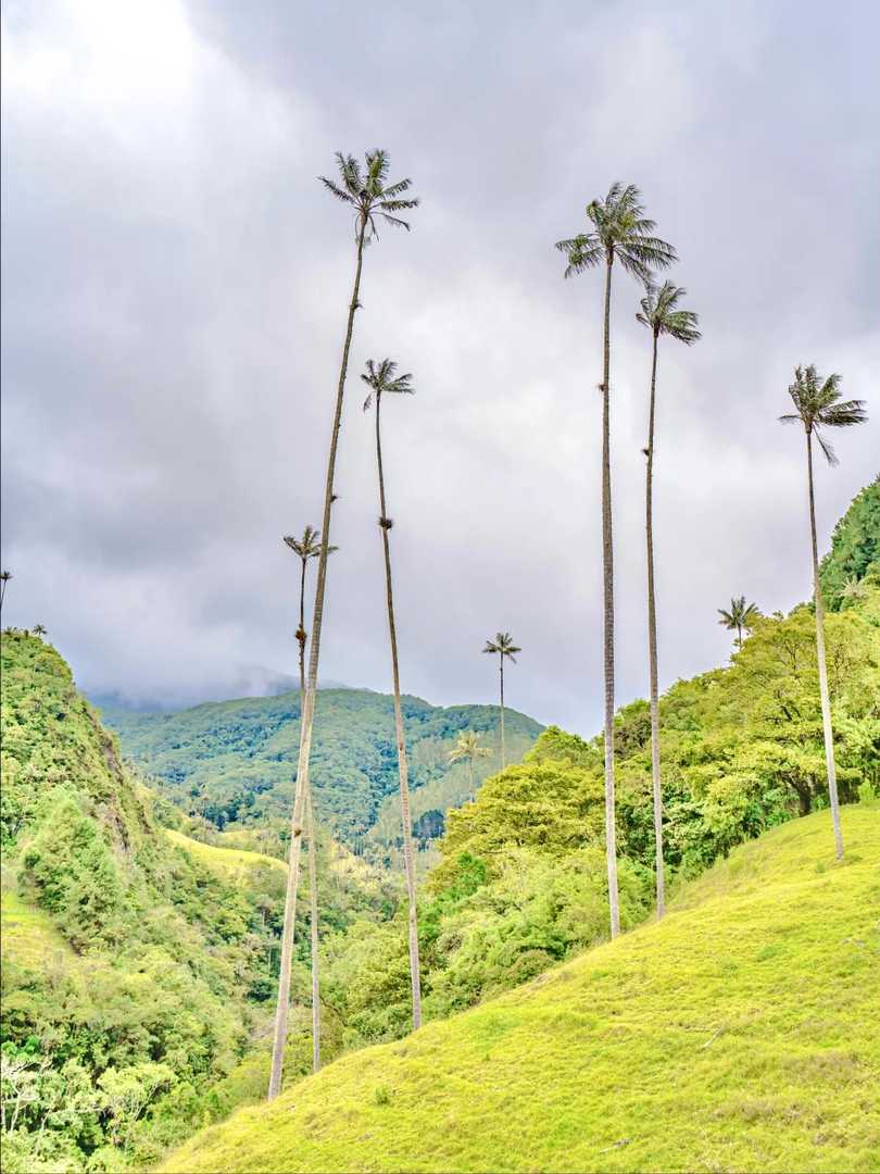 Hiking Cocora Valley in Colombia | Around the World Trip Day 111