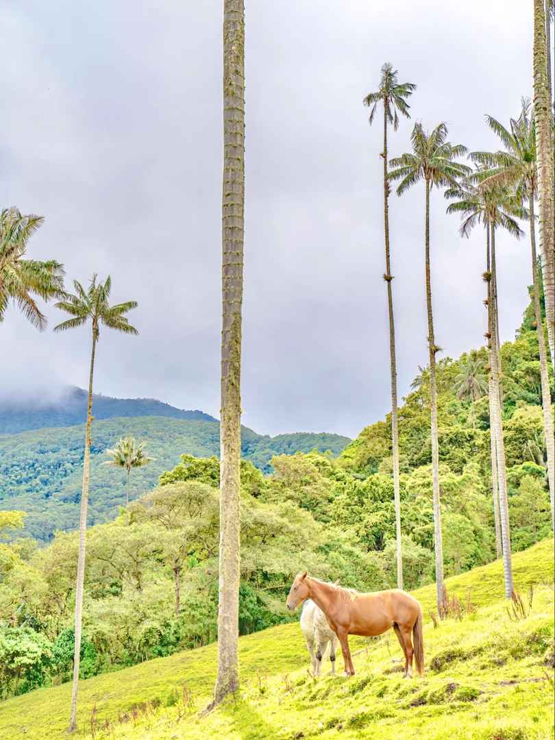 Hiking Cocora Valley in Colombia | Around the World Trip Day 111