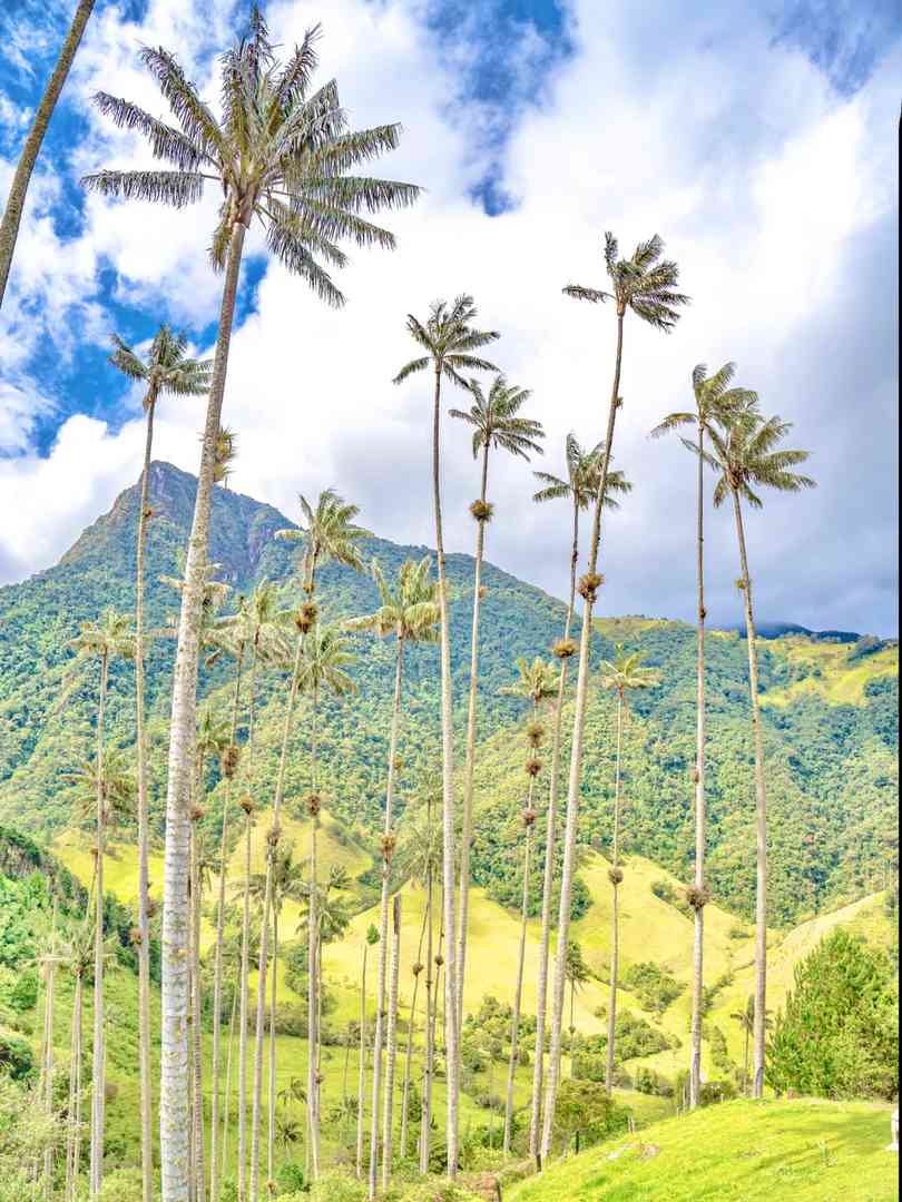 Hiking Cocora Valley in Colombia | Around the World Trip Day 111
