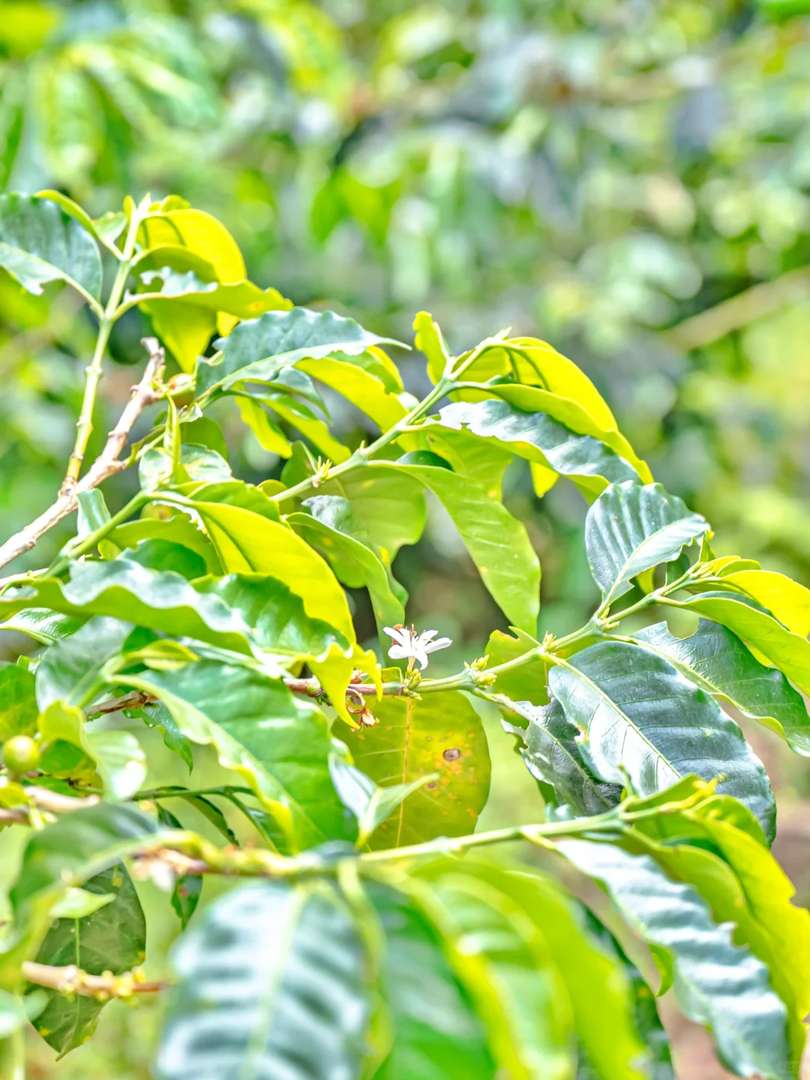 Hiking Through Colombian Coffee Farms on My Around the World Trip Day 112