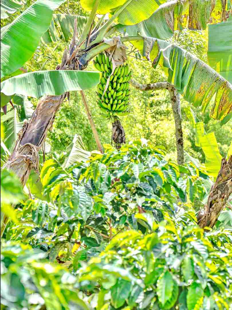 Hiking Through Colombian Coffee Farms on My Around the World Trip Day 112