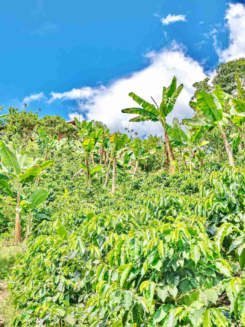 Hiking Through Colombian Coffee Farms on My Around the World Trip Day 112