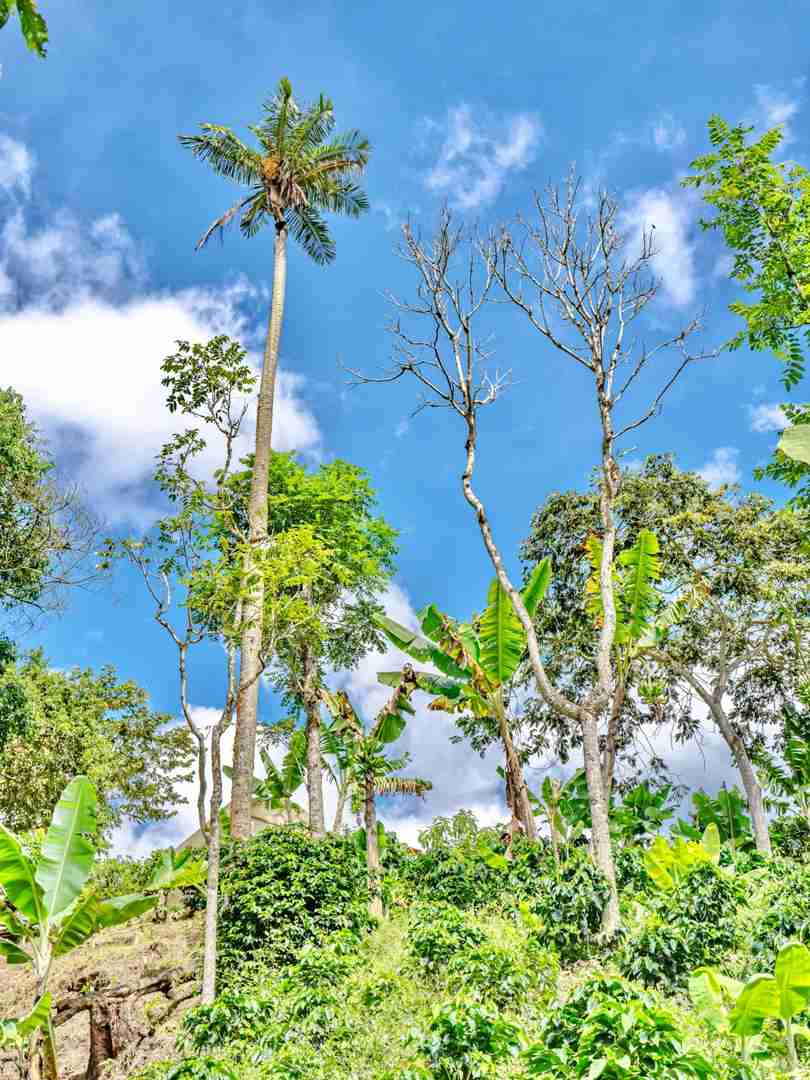 Hiking Through Colombian Coffee Farms on My Around the World Trip Day 112