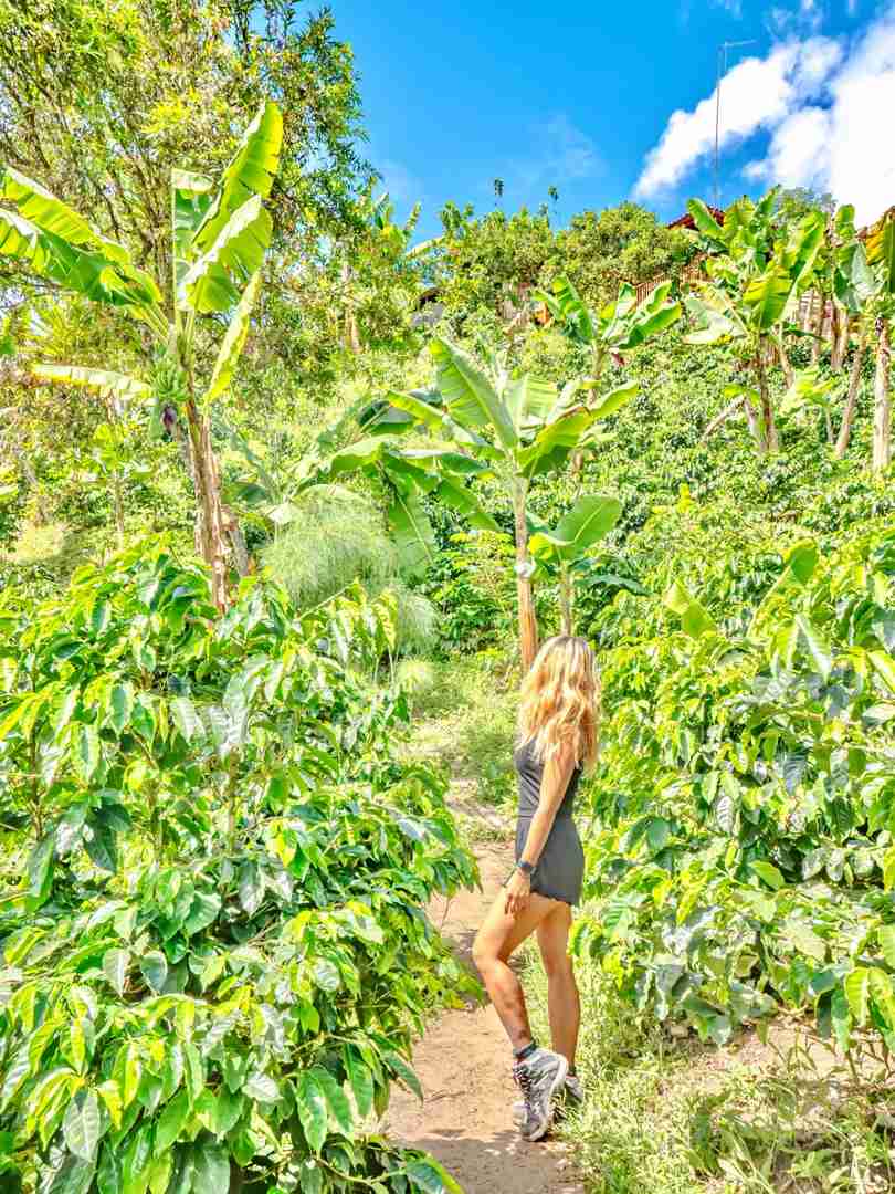 Hiking Through Colombian Coffee Farms on My Around the World Trip Day 112