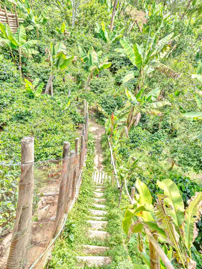 Hiking Through Colombian Coffee Farms on My Around the World Trip Day 112