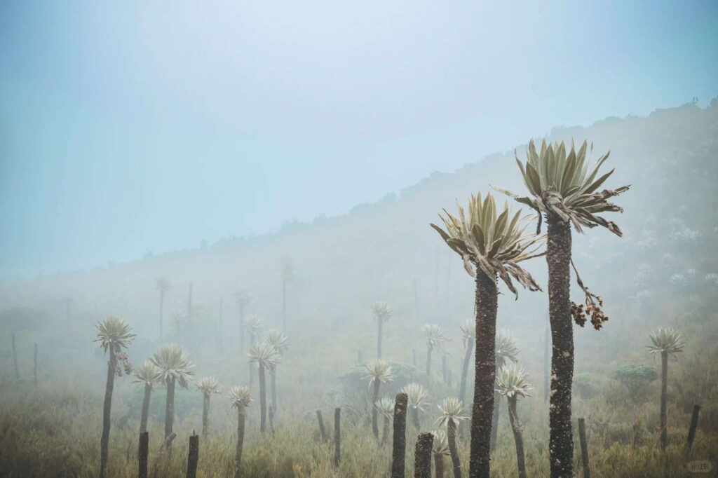 Trekking حول بوغوتا: استكشف Parque Nacional Natural Chingaza، كولومبيا.