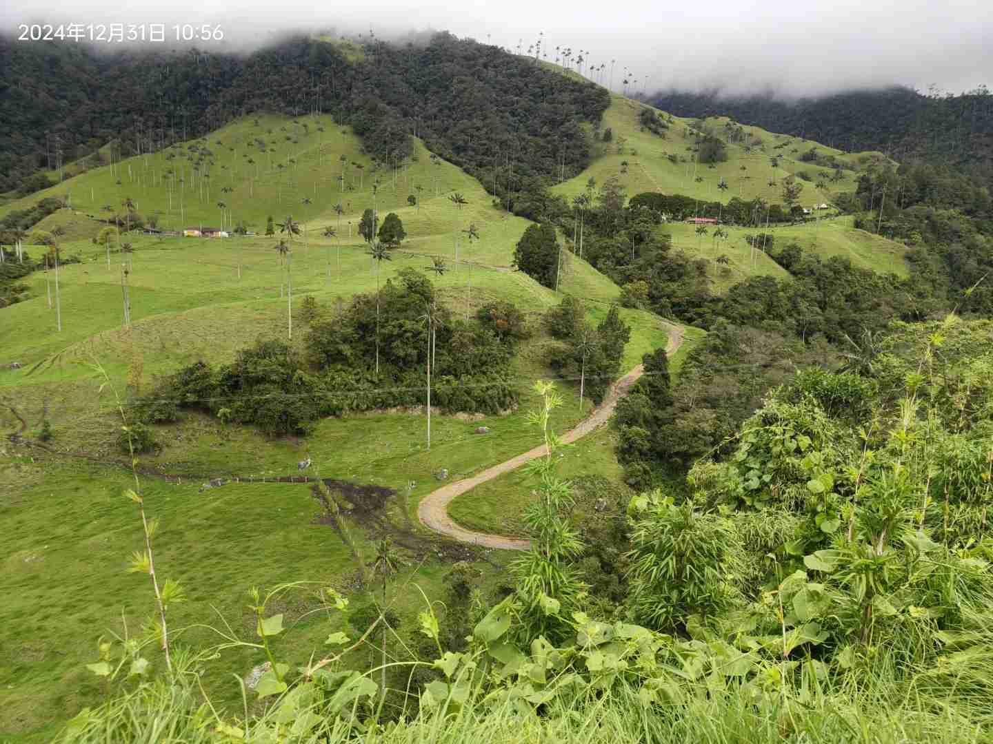 Hiking in Cocora Valley Colombia: A Quindío Cloud Forest Adventure