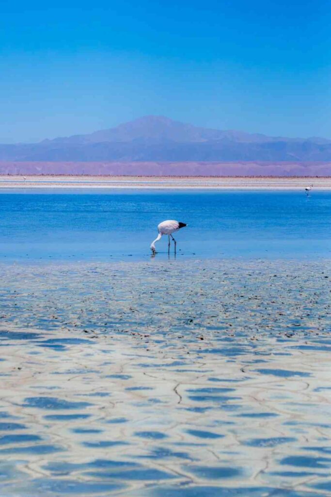 How to Plan a Budget Self-Guided Tour in Atacama Desert?
