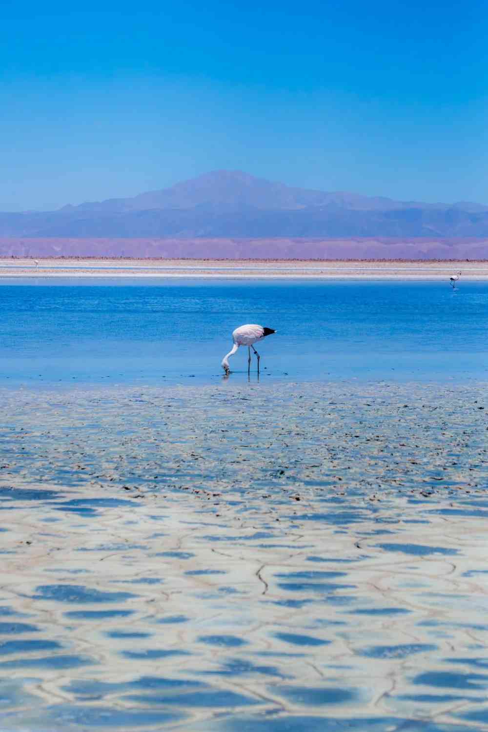 Comment organiser un circuit autoguidé à petit budget dans le désert d'Atacama ?