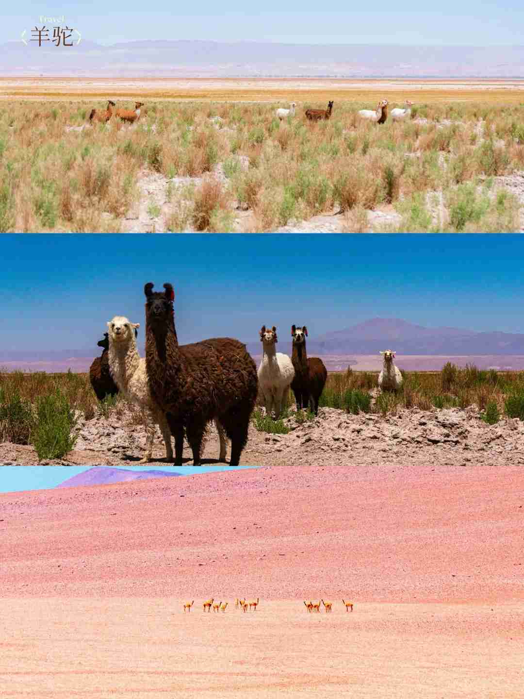 Comment organiser un circuit autoguidé à petit budget dans le désert d'Atacama ?