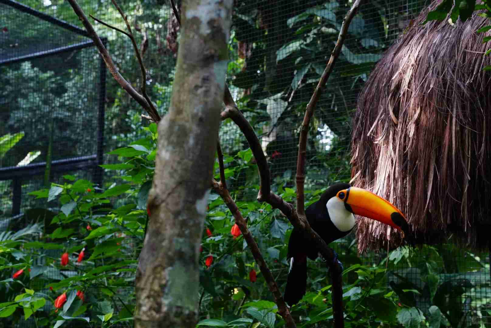 Iguazu Falls: Brazil & Argentina Border | Natural Wonders