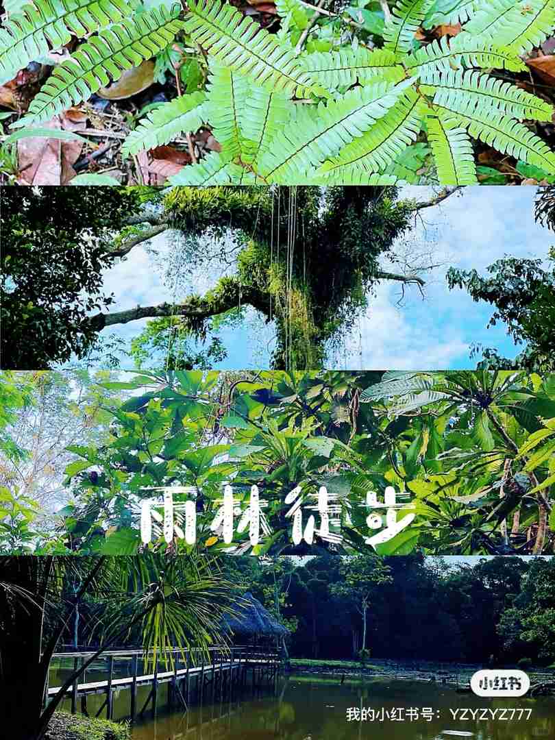 Iquitos Amazon Rainforest Nanny Services and Travel Guide