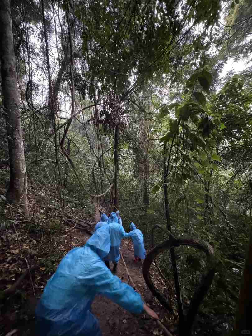 Randonnée dans la forêt tropicale du Mont Kino : Un itinéraire pittoresque mais ardu