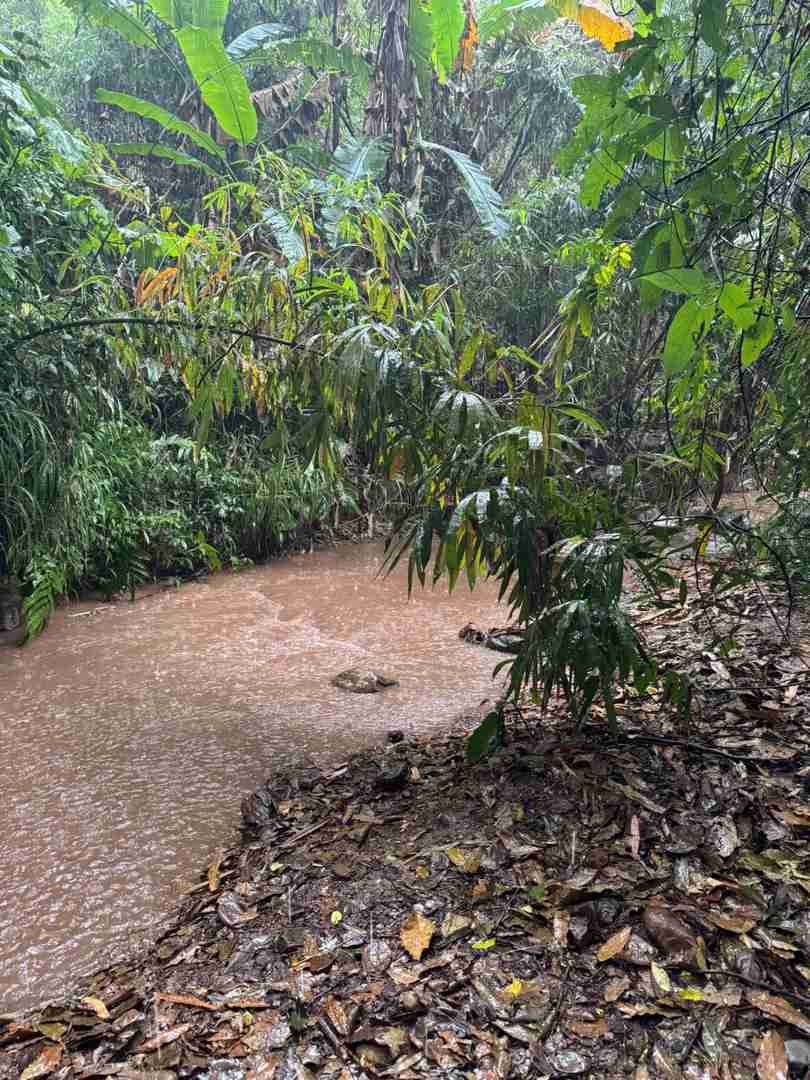 Randonnée dans la forêt tropicale du Mont Kino : Un itinéraire pittoresque mais ardu