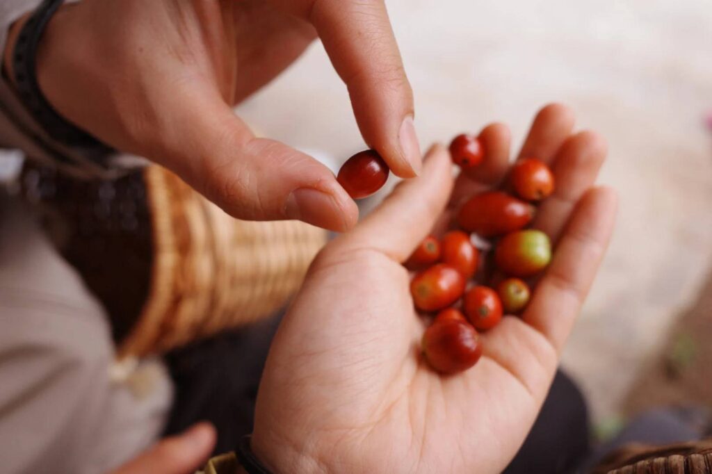 Kokola Valley Coffee Estate: Premium ☕️ Grown in Paradise 🌴🍒