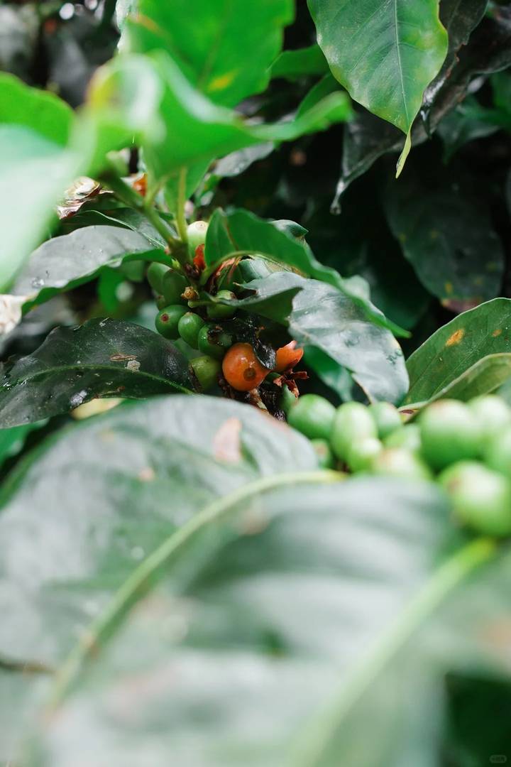 Kokola Valley Coffee Estate: Premium ☕️ Grown in Paradise 🌴🍒