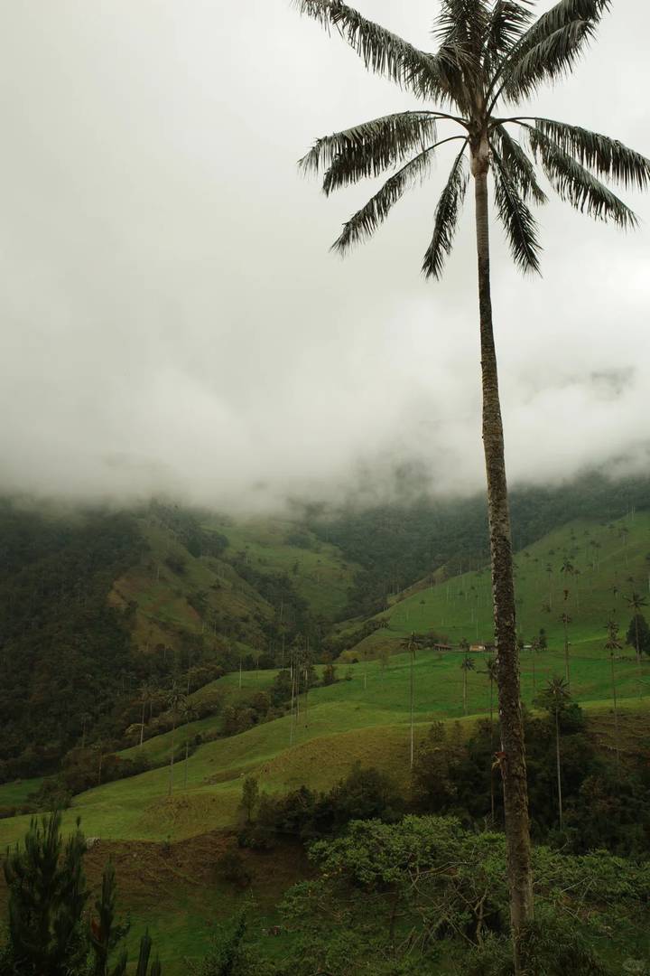 Kokola Valley Coffee Estate: Premium ☕️ Grown in Paradise 🌴🍒