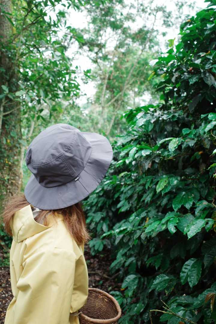 Kokola Valley Coffee Estate: Premium ☕️ Grown in Paradise 🌴🍒