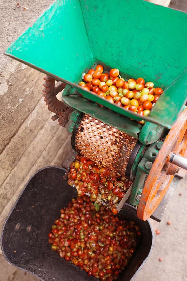 Kokola Valley Coffee Estate: Premium ☕️ Grown in Paradise 🌴🍒