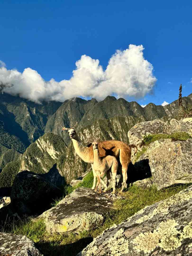 دليل السفر إلى مachu Picchu: نصائح للاسترخاء وحفظ المال لرحلتك
