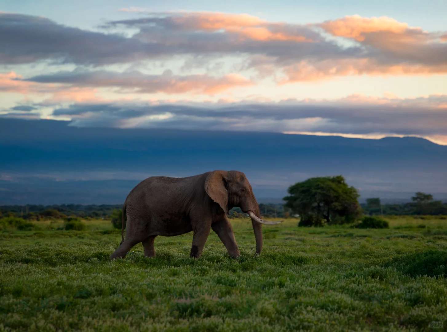 Nairobi to Amboseli Public Transportation Options for Independent Travelers