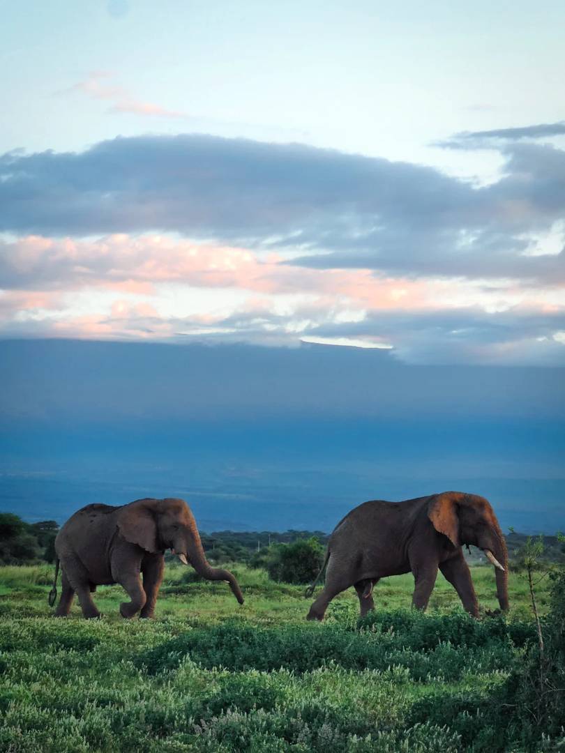 Nairobi to Amboseli Public Transportation Options for Independent Travelers
