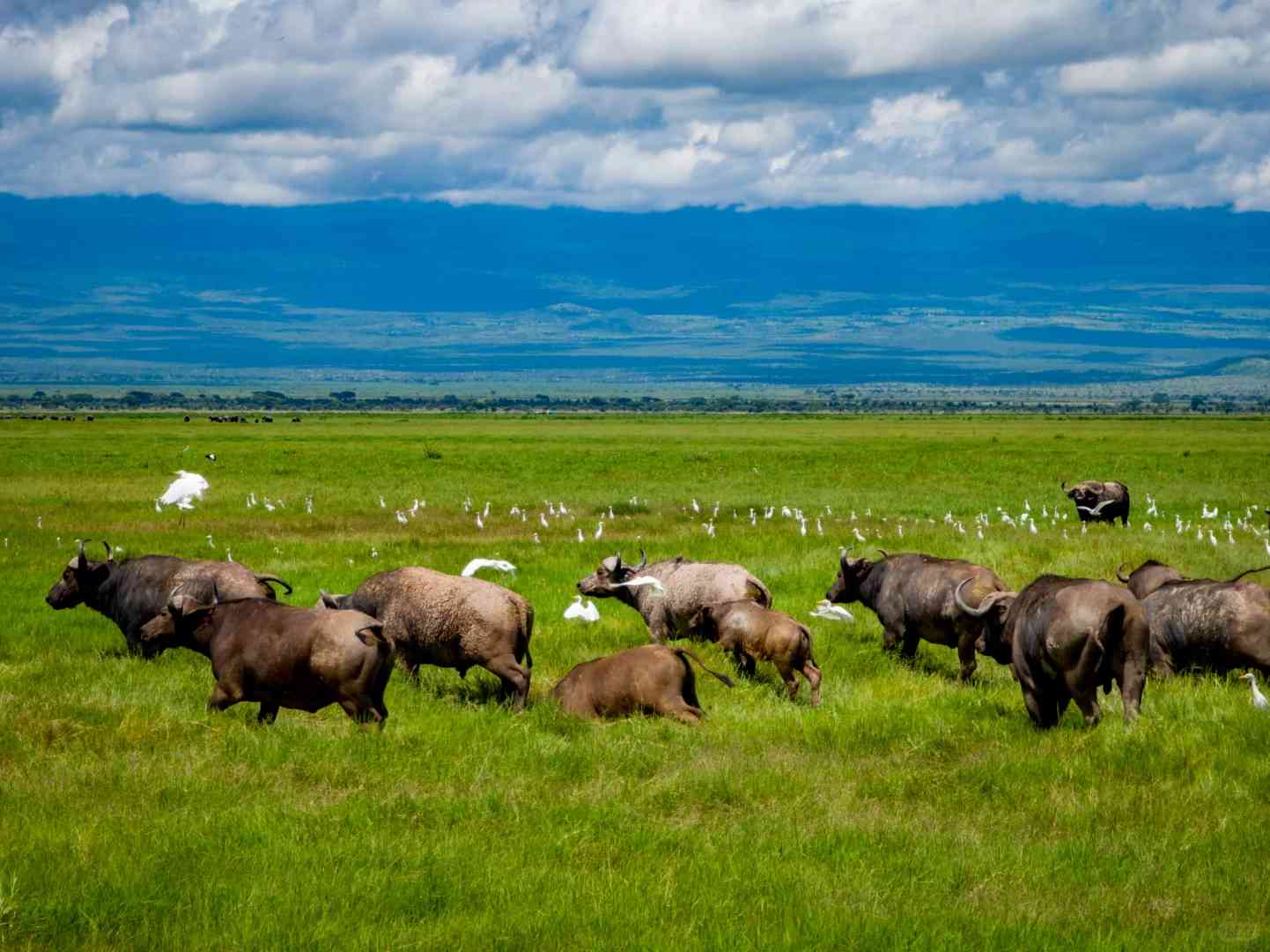 Nairobi to Amboseli Public Transportation Options for Independent Travelers