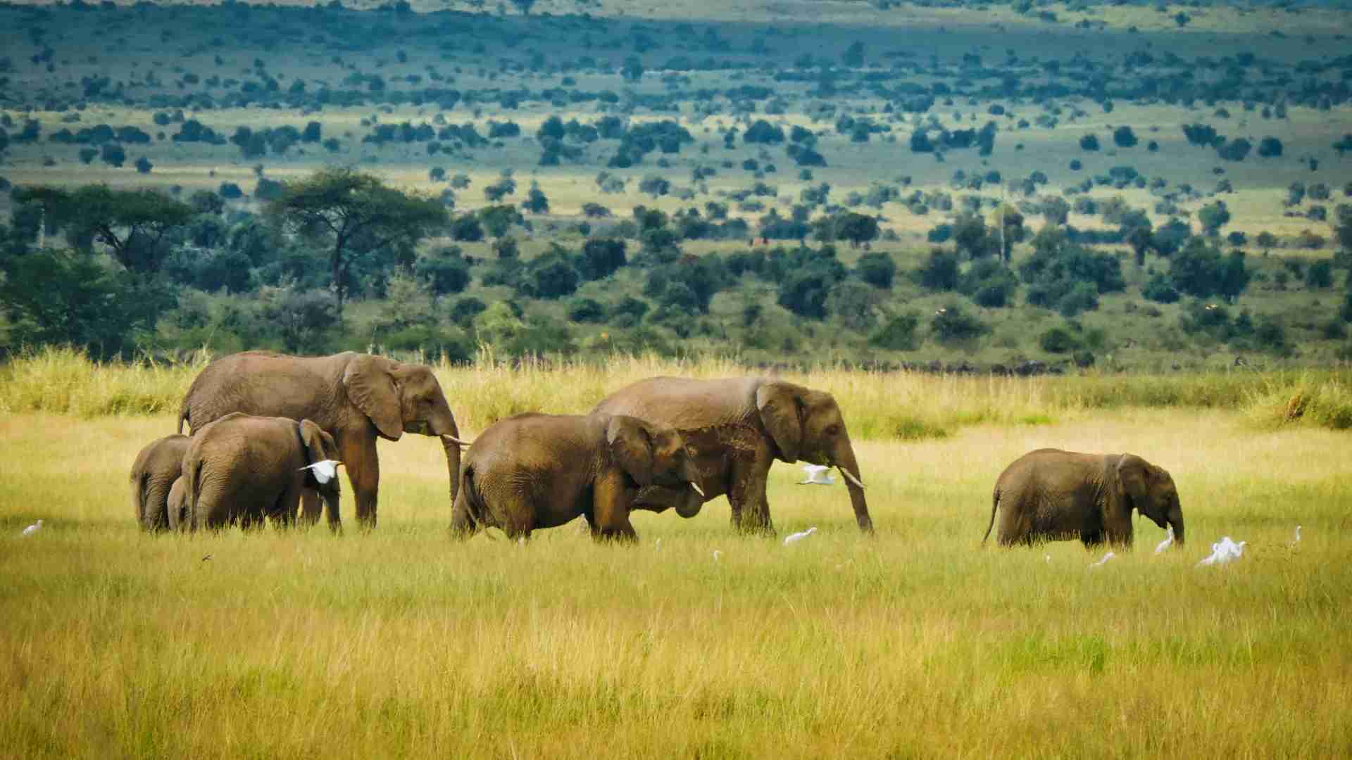 Nairobi to Amboseli Public Transportation Options for Independent Travelers