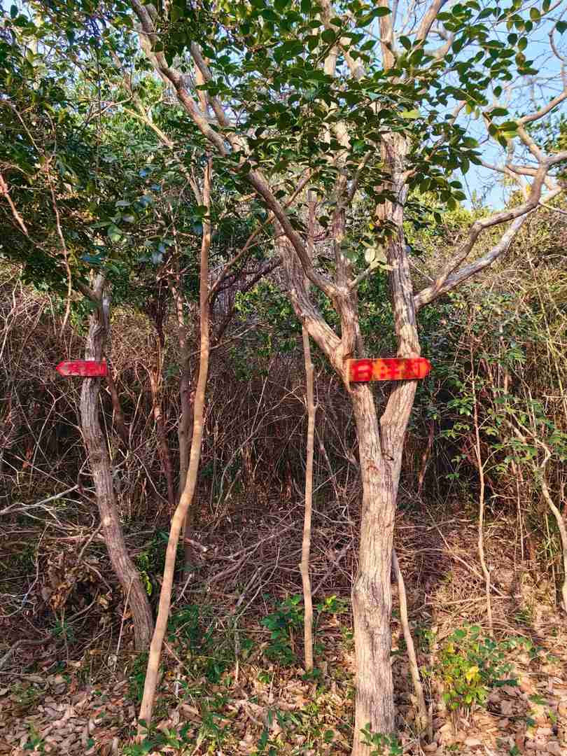 Ningbo Rio de Janeiro: Explore the 7km Small Loop Trail at Kolkou Mountain