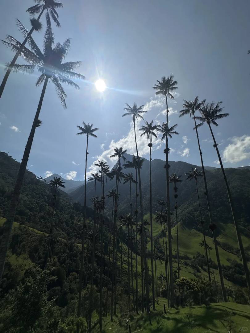 Palm Trees with Hummingbirds Near a Tranquil Stream