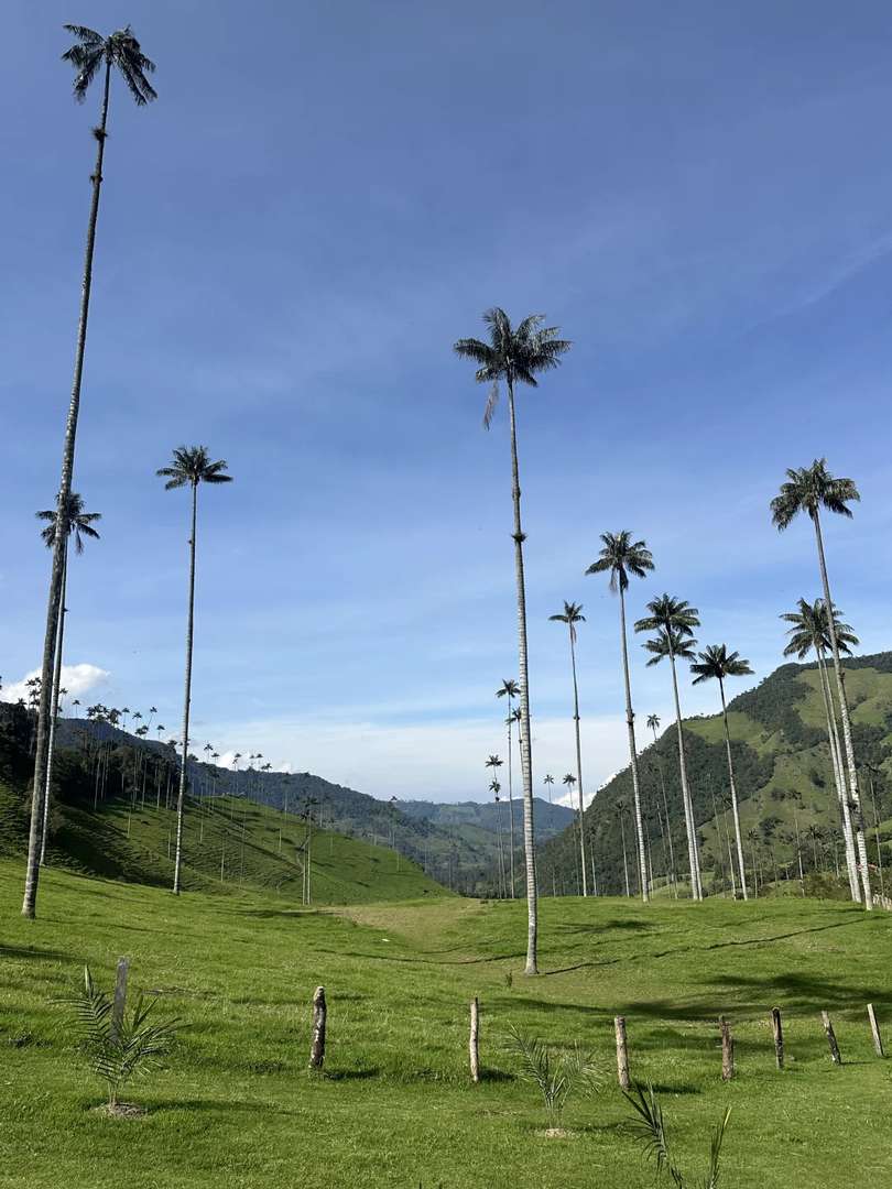 Palm Trees with Hummingbirds Near a Tranquil Stream