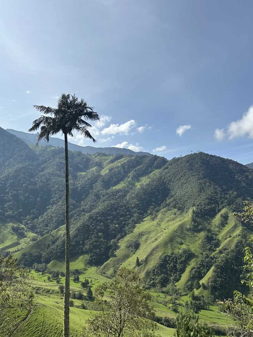 Palm Trees with Hummingbirds Near a Tranquil Stream