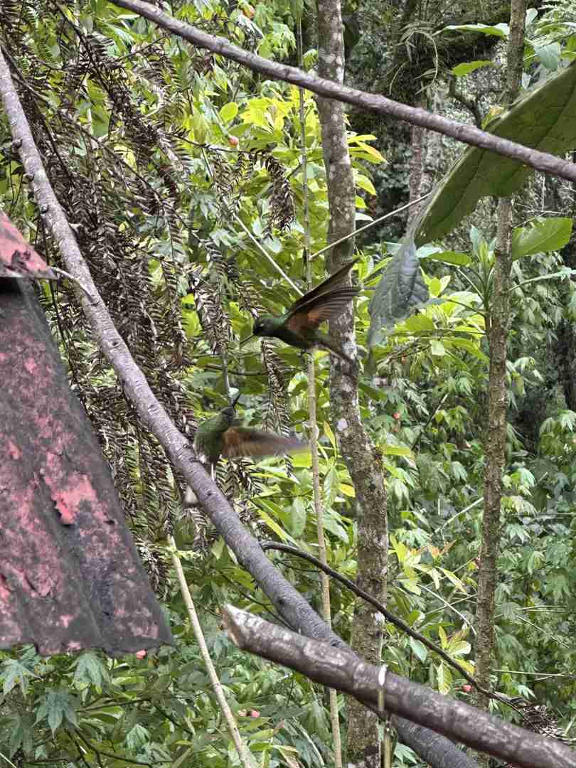 Palm Trees with Hummingbirds Near a Tranquil Stream