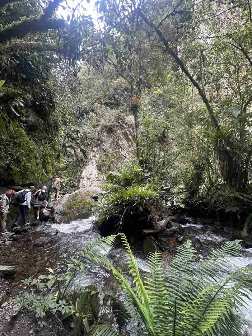 Palm Trees with Hummingbirds Near a Tranquil Stream