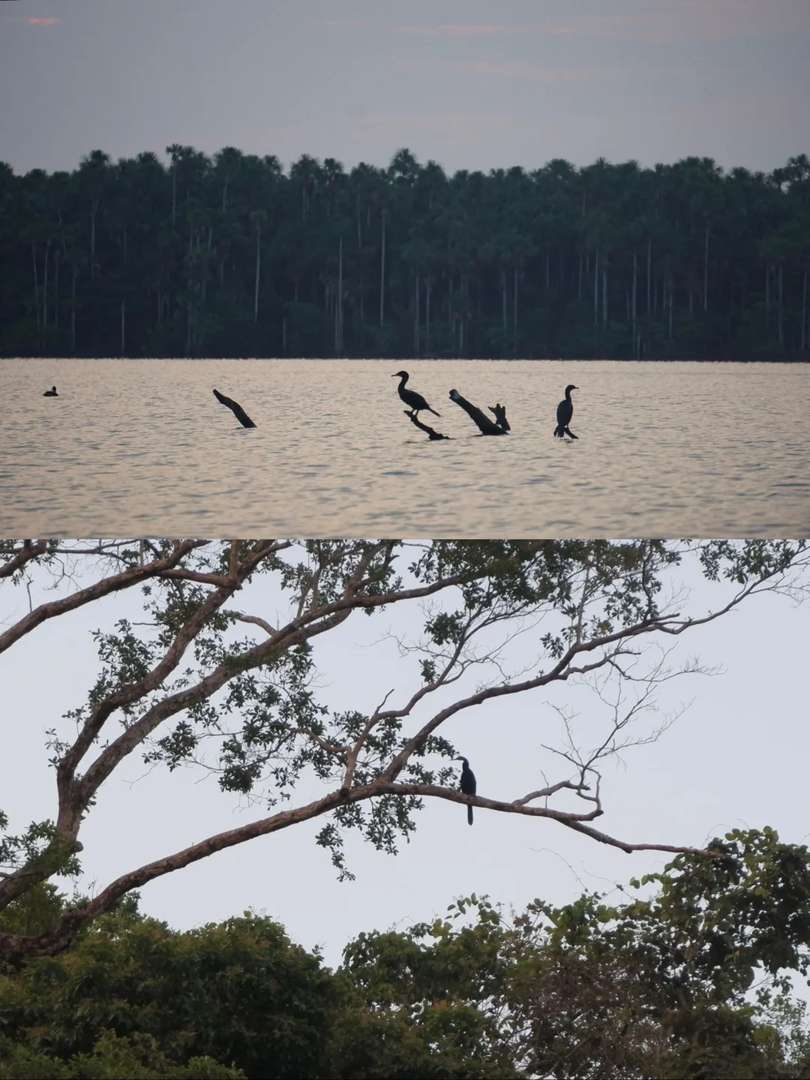 Peru Amazon Rainforest Expedition: Discover Unique Animals in the Wild 🌿