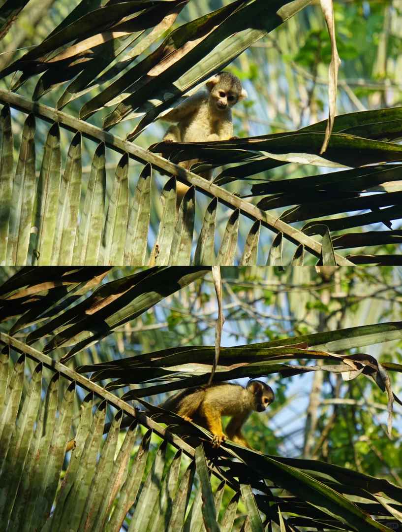Peru Amazon Rainforest Expedition: Discover Unique Animals in the Wild 🌿