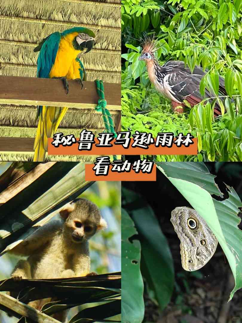 Peru Amazon Rainforest Expedition: Discover Unique Animals in the Wild 🌿