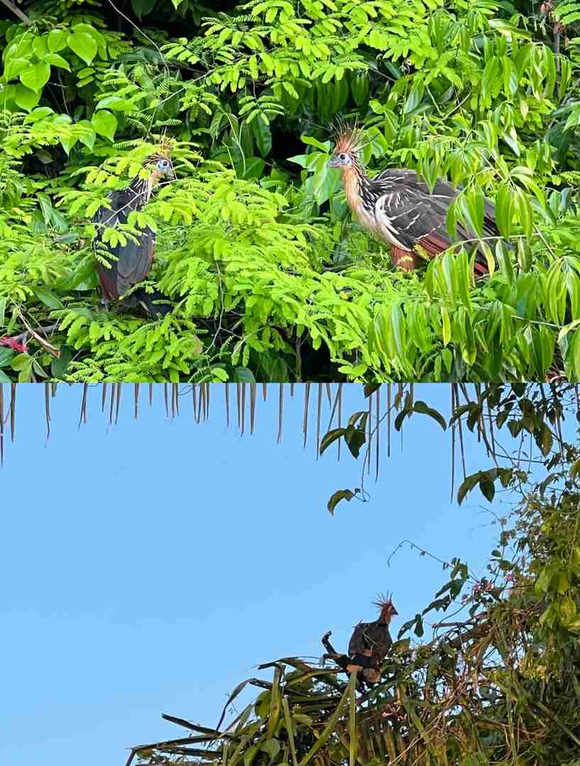 Peru Amazon Rainforest Expedition: Discover Unique Animals in the Wild 🌿