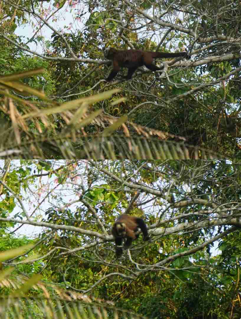 Peru Amazon Rainforest Expedition: Discover Unique Animals in the Wild 🌿