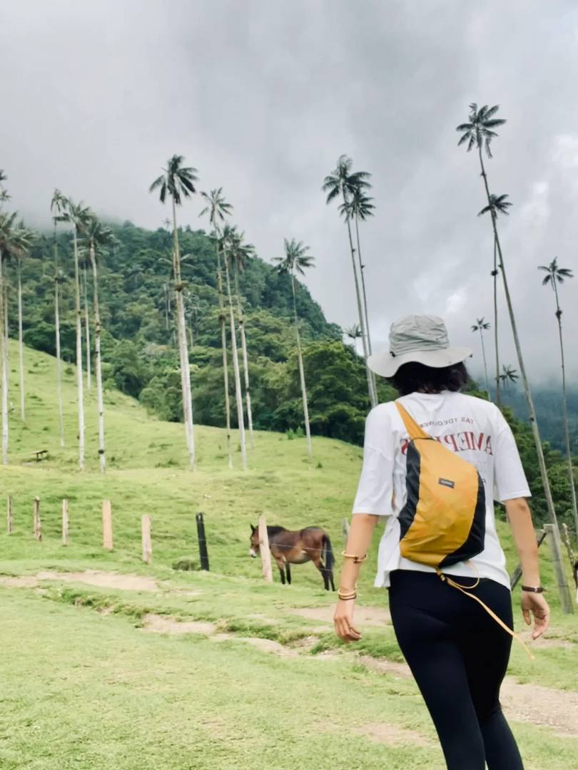 Relaxing Hike to the World's Tallest Palm Tree | Scenic Nature Route