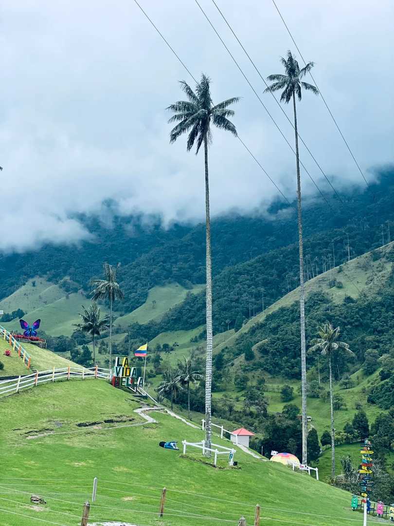 Relaxing Hike to the World's Tallest Palm Tree | Scenic Nature Route