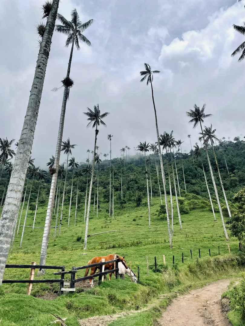 Relaxing Hike to the World's Tallest Palm Tree | Scenic Nature Route