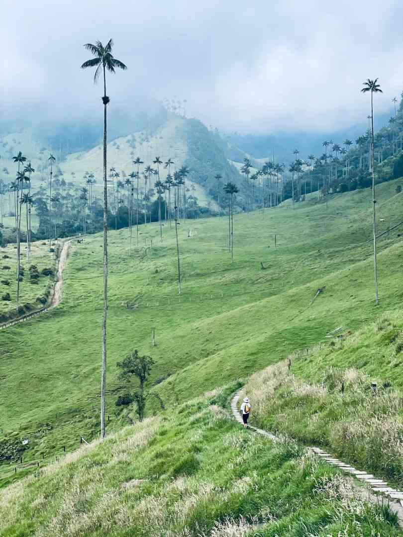 Relaxing Hike to the World's Tallest Palm Tree | Scenic Nature Route