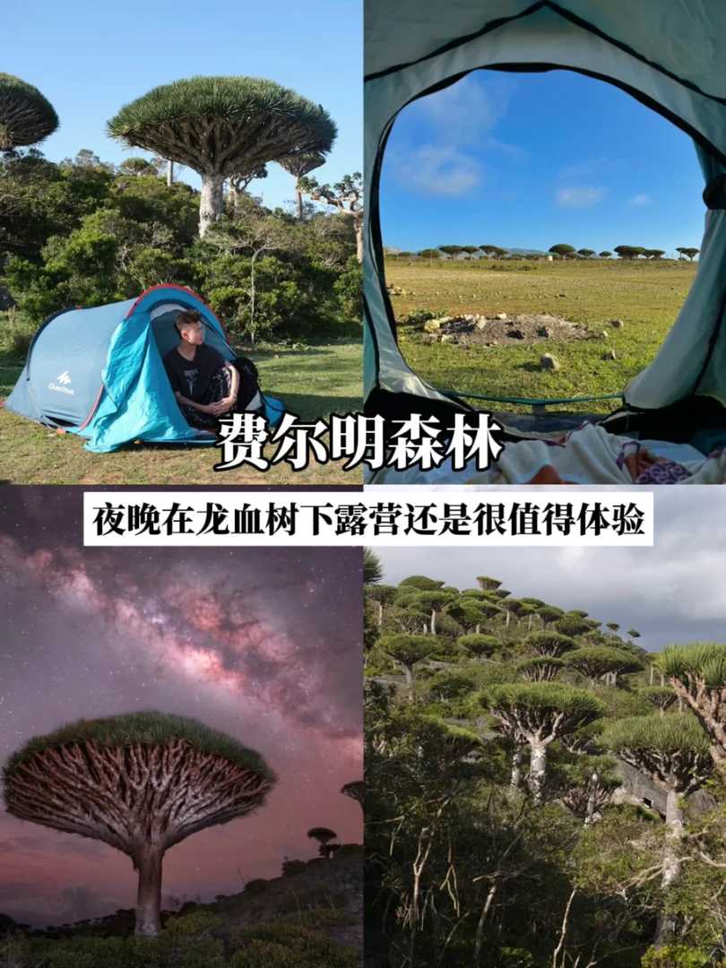 Socotra Island Travel Guide: Explore Unique Natural Wonders in One Article