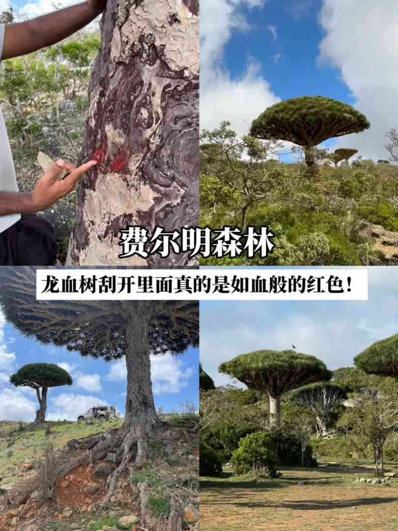 Socotra Island Travel Guide: Explore Unique Natural Wonders in One Article